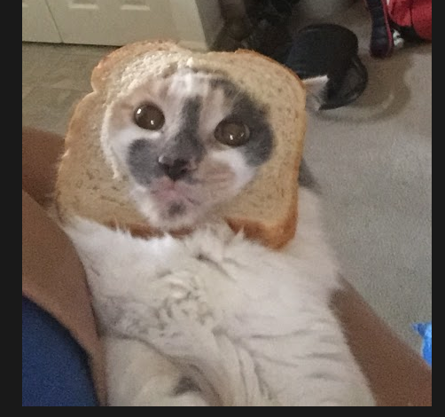 Bread Cat